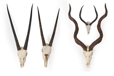 Lot 245 - Antlers/Horns: African Hunting Trophies, circa late 20th century, four sets of horns to include...