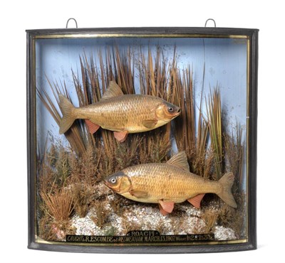 Lot 246 - Taxidermy: A Cased Pair of Roach (Rutilus rutilus), by Stanley Mead, Henley on Thames, both...