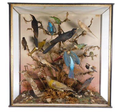 Lot 248 - Taxidermy: A Large Cased Diorama of Indian Birds, circa late 19th century, by J Wilson,...