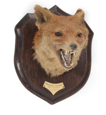 Lot 249 - Taxidermy: A Red Fox Mask (Vulpes vulpes), circa 13/01/1911, by Rowland Ward, The Jungle, 167...