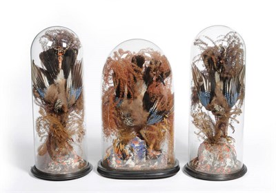 Lot 1303 - A Garniture of Three Taxidermy Jays, circa 1890, each in downward swoop pose amongst grasses,...