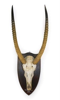 Lot 250 - Antlers/Horns: Ellipsen Waterbuck (Kobus ellipsiprymnus), circa 1935, Southern Nigeria, adult horns