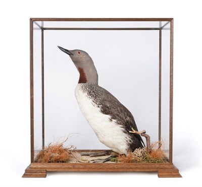 Lot 251 - Taxidermy: Red Throated Diver (Gavia stellata), circa late 20th century, full mount adult in...