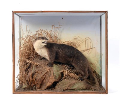 Lot 252 - Taxidermy: A Bamboo Cased European Otter (Lutra lutra), circa late 19th century, by Rowland...