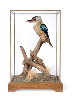 Lot 253 - Taxidermy: Blue Winged Kookaburra (Dacelo leachii), modern, by award winning taxidermist Carl...