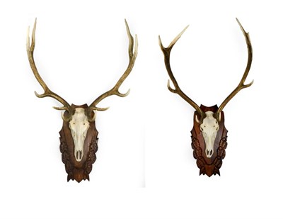 Lot 254 - Antlers/Horns: Two Pairs of European Red Deer Antlers (Cervus elaphus), circa late 20th...