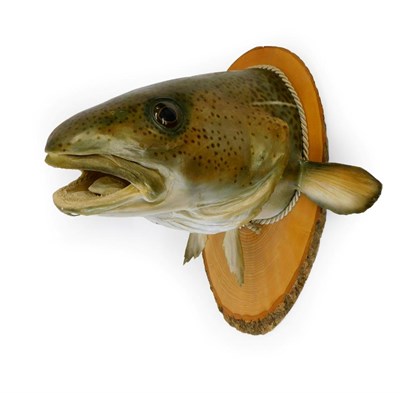 Lot 255 - Taxidermy: A Large Preserved Wall Mounted Cod Fish, preserved and mounted upon a split tree section