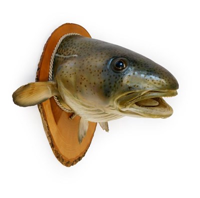 Lot 255 - Taxidermy: A Large Preserved Wall Mounted Cod Fish, preserved and mounted upon a split tree section