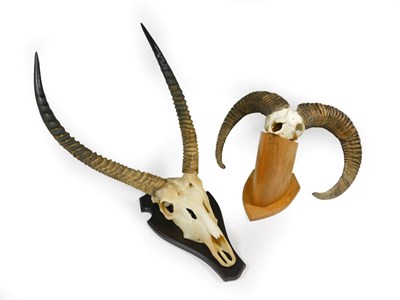 Lot 256 - Antlers/Horns: A Collection of Hunting Trophy Horns, circa late 20th century, including -...