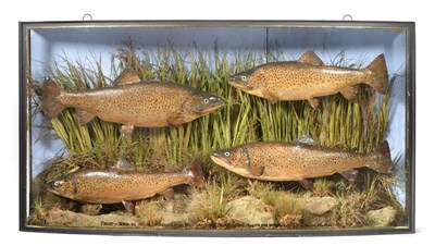 Lot 259 - Taxidermy: Four Cased Brown Trout (Salmo trutta), circa 1898, by John Cooper & Sons, Radnor Street