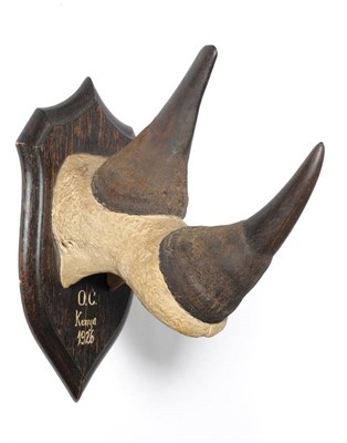 Lot 1305 - Black Rhinoceros (Diceros bicornis), O.C.Kenya 1926, by Rowland Ward, no.835, horns on plaster part