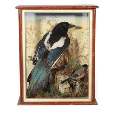 Lot 260 - Taxidermy: A Victorian Cased Magpie and Bullfinch, by G. Pinchen, Taxidermist & Skin Dresser,...