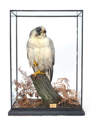 Lot 261 - Taxidermy: A Cased Gyr Falcon (Falco rusticolus), circa 1927, by Rowland Ward, 167 Piccadilly,...