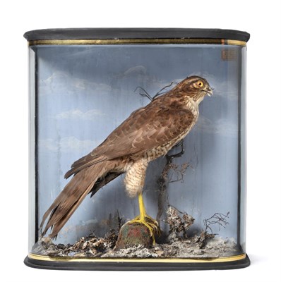 Lot 262 - Taxidermy: A Cased Eurasian Sparrowhawk (Accipter nisus), by John Cooper, 28 Radnor Street, St...