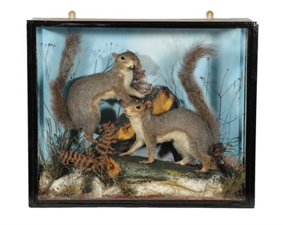 Lot 263 - Taxidermy: A Pair of Cased Late Victorian Grey Squirrels (Sciurus carolinensis), by Edward Fortnum