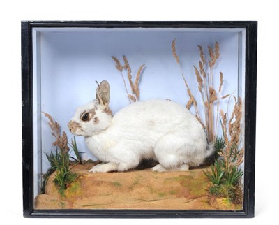 Lot 264 - Taxidermy: A Cased White Rabbit (Oryctolagus cuniculus), by Frederick Gunn, St Giles Street,...