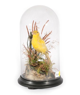 Lot 265 - Taxidermy: A Late Victorian Yellow Canary (Serinus canaria domestica), full mount Yellow Canary...