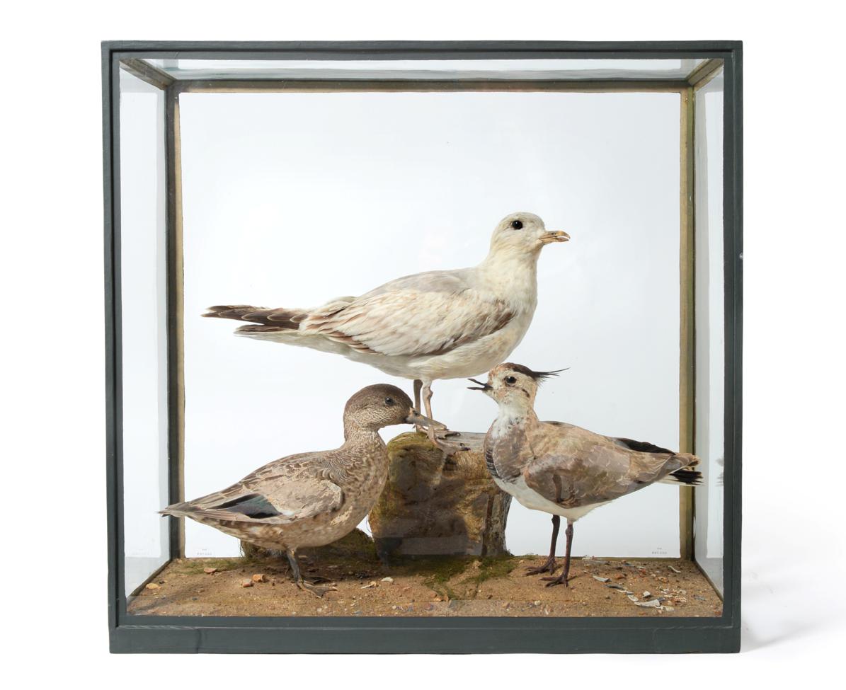 Lot 267 - Taxidermy: A Cased Diorama of Sea and Estuary Birds, by Rowland Ward, 167 Piccadilly, London, a...