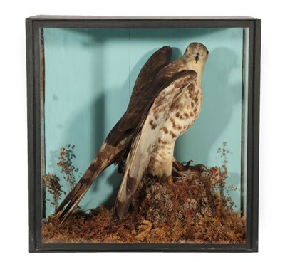 Lot 268 - Taxidermy: A Late Victorian Cased Honey Buzzard (Pernis apivorus), a full mount female with...