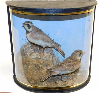 Lot 269 - Taxidermy: A Cased Pair of Shore Larks (Eremophila alpestris), by John Cooper, 28 Radnor Street, St