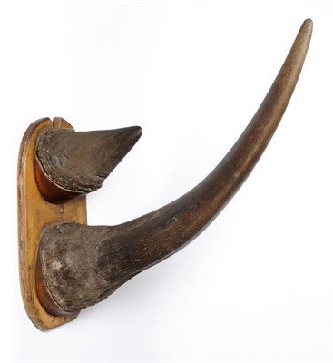 Lot 1306 - White Rhinoceros (Ceratotherium simum), circa 1920, anterior and posterior horns on original...