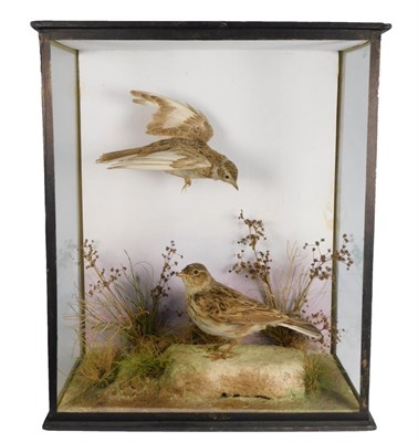 Lot 270 - Taxidermy: A Cased Pair of Skylarks (Alauda arvensis), by J.L. Travis, Taxidermists & Furrier,...