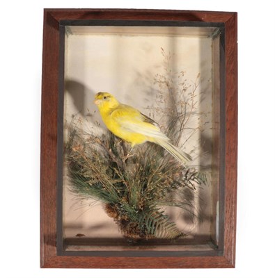 Lot 271 - Taxidermy: A Wall Cased Yellow Canary (Serinus canaria domestica), circa 1900-1920, by J....