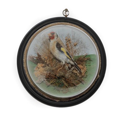 Lot 272 - Taxidermy: A Wall Domed European Goldfinch (Carduelis carduelis), circa 1887, a full mount male...