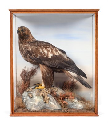 Lot 273 - Taxidermy: A Magnificent Cased Golden Eagle (Aquila chrysaetos), circa 1920, by John...