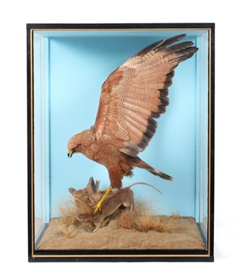 Lot 274 - Taxidermy: A Large Cased Savanna Hawk (Buteogallus meridionalis), circa 1991, by John Burton,...