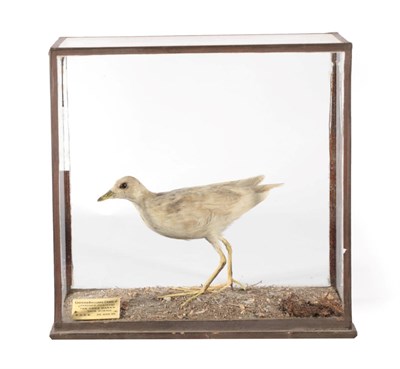 Lot 275 - Taxidermy: An Edwardian Cased Eastern Baillons Crake (Porzana pusilla), by Rowland Ward, The...