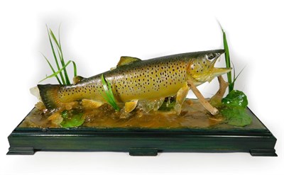 Lot 276 - Taxidermy: A Leaping Brown Trout (Salmo trutta), modern, by Chris Elliot, Taxidermy, a...