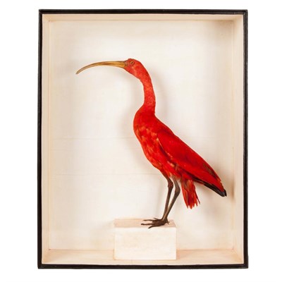 Lot 277 - Taxidermy: A Cased Scarlet Ibis (Eudomicus ruber), circa early 20th century, a full mount stood...