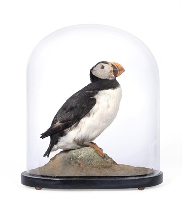 Lot 278 - Taxidermy: An Atlantic Puffin Under Dome (Fratercula arctica) circa early 20th century, full...