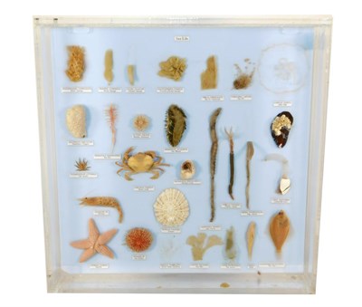 Lot 279 - Natural History: A Sea Life Wet Specimen Display, a display of twenty nine various aquatic...