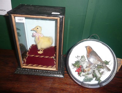 Lot 1307 - A Taxidermy Duckling, in a decorative glazed presentation case, standing with pink ribbon...