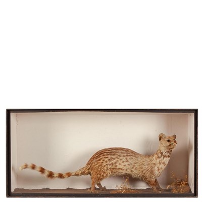 Lot 282 - Taxidermy: An Early Example of a Genet (Viverra genetta), circa 1830, by Corbett Naturalist, Animal