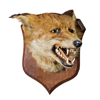 Lot 283 - Taxidermy: A Red Fox Mask (Vulpes vulpes), circa 1920, by Peter Spicer & Sons, Taxidermists,...