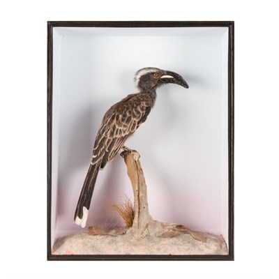 Lot 284 - Taxidermy: A Cased African Grey Hornbill  (Lophoceros nasutus), a full mount male perched atop...