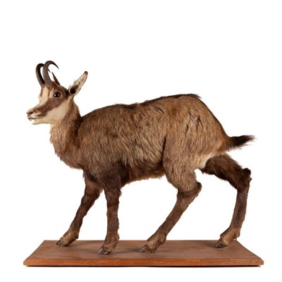 Lot 285 - Taxidermy: A Full Mount Alpine Chamois (Rupicapra rupicapra), circa late 20th century, a full mount