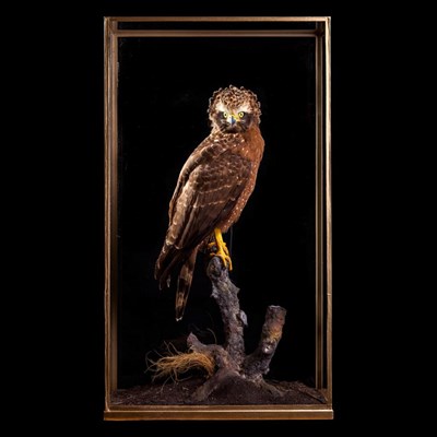 Lot 287 - Taxidermy: A Cased Crested Serpent Eagle (Spilornis cheela), modern, a fine quality full mount...