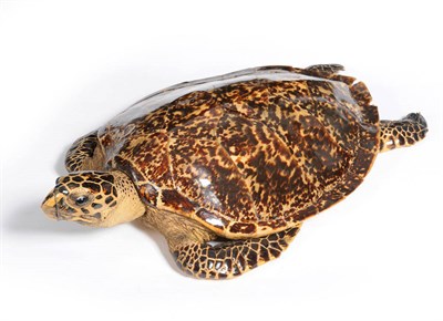 Lot 1308 - Hawksbill Turtle (Eretmochelys imbricata), circa 1960, full mount, 76cm long  CITES Appendix I...