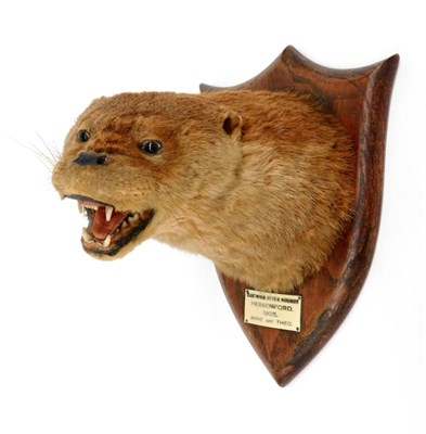 Lot 290 - Taxidermy: A Eurasian Otter Mask (Lutra lutra), circa 1935, by Peter Spicer & Sons,...