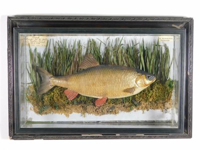 Lot 298 - Taxidermy: A Wall Cased Common Roach (Rutilus rutilus), circa 1948, by A. Whenlock,...