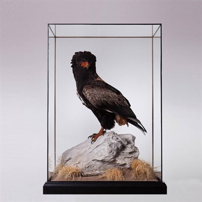 Lot 299 - Taxidermy: A Large Cased Bateleur Eagle (Terathopius ecaudatus), modern, by Carl Church, Taxidermy