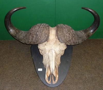 Lot 1309 - Cape Buffalo (Synceros caffer caffer), horns on upper skull, right horn 91.5cm, left horn...