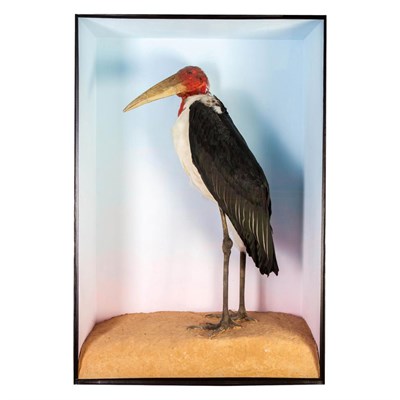 Lot 300 - Taxidermy: A Large Cased Maribou Stork (Leptoptilos crumenifer), modern, by Carl Church, Taxidermy