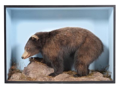 Lot 301 - Taxidermy: A Cased Black Bear Cub (Ursus americanus), circa early 20th century, a full mount...