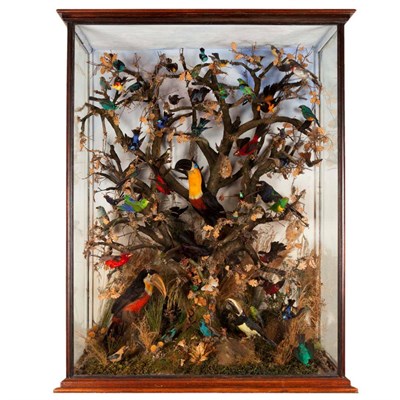 Lot 302 - Taxidermy: A Magnificent Large Cased Diorama of South American Tropical Birds, circa 1900, a...