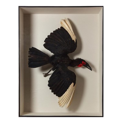 Lot 305 - Taxidermy: Southern Ground Hornbill in Flight (Bucorvus leadbeateri), circa early 20th century,...